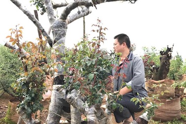 Gốc hồng mẫu tử trăm tuổi: Trả tiền tỷ quyết không bán cho Trung Quốc