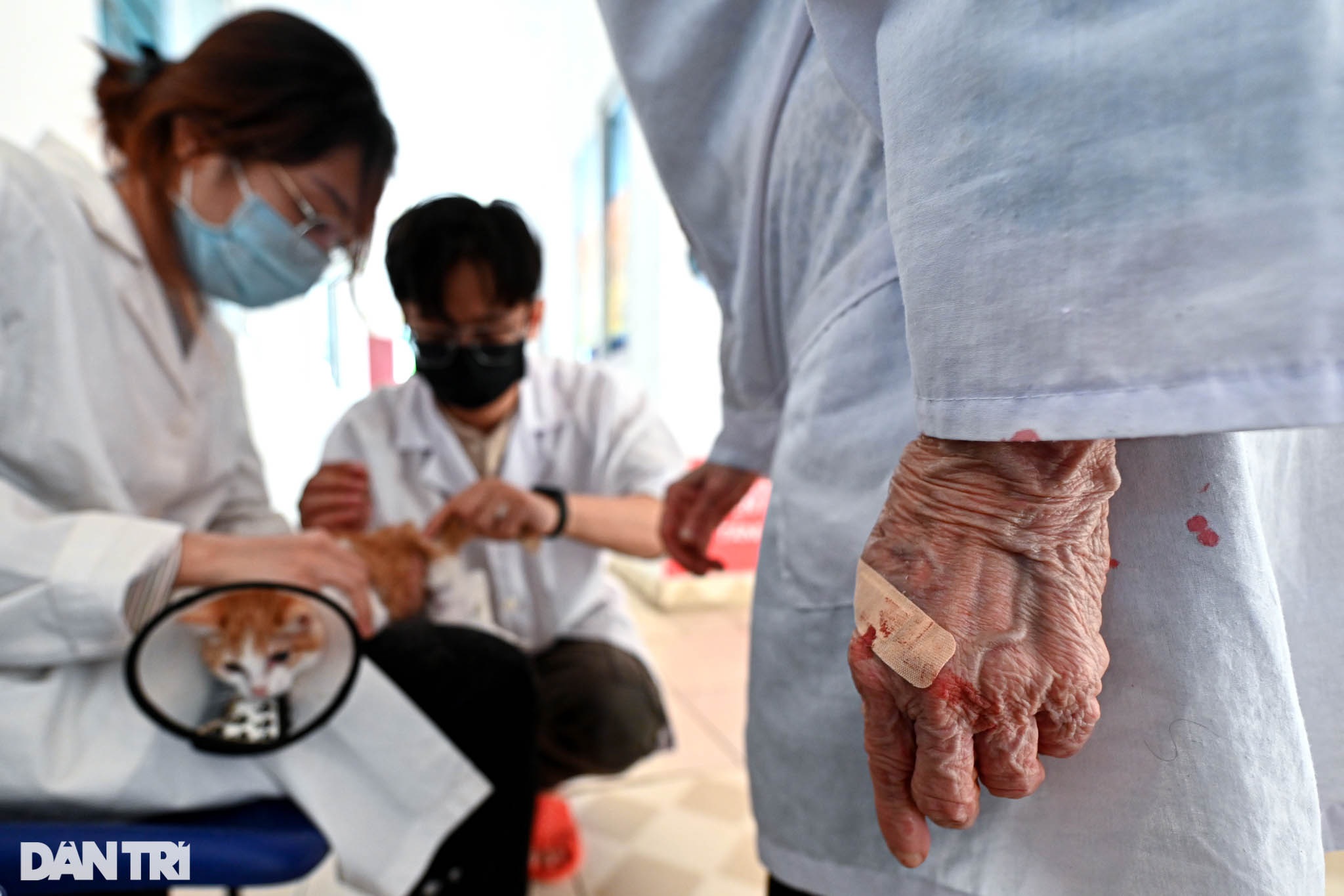 Phòng khám đặc biệt của bà giáo 88 tuổi điều trị miễn phí cho chó mèo - 10 Phòng khám đặc biệt của bà giáo 88 tuổi điều trị miễn phí cho chó mèo - 10