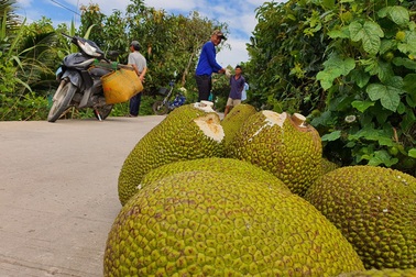 Trung Quốc mua rất nhiều mít Thái của Việt Nam để làm gì?