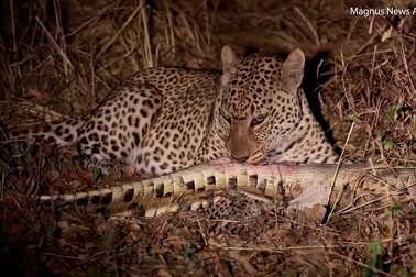 Khoảnh khắc báo châu Phi giết và xả thịt cá sấu dài 2m trong tích tắc