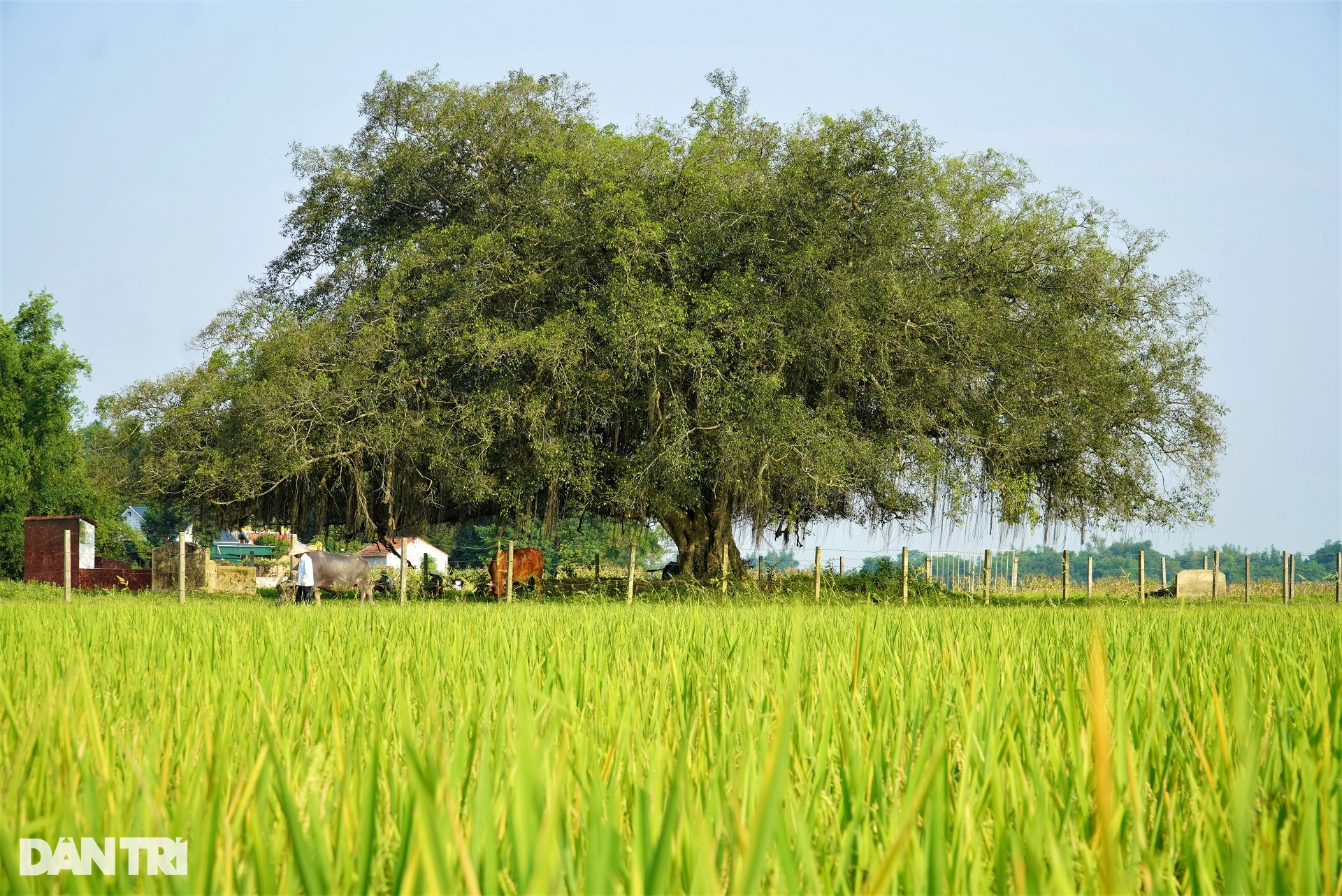Cây sanh đại thụ 500 tuổi nằm giữa cánh đồng, dân làng dựng hàng rào bảo vệ - 1 Cây sanh đại thụ 500 tuổi nằm giữa cánh đồng, dân làng dựng hàng rào bảo vệ - 1
