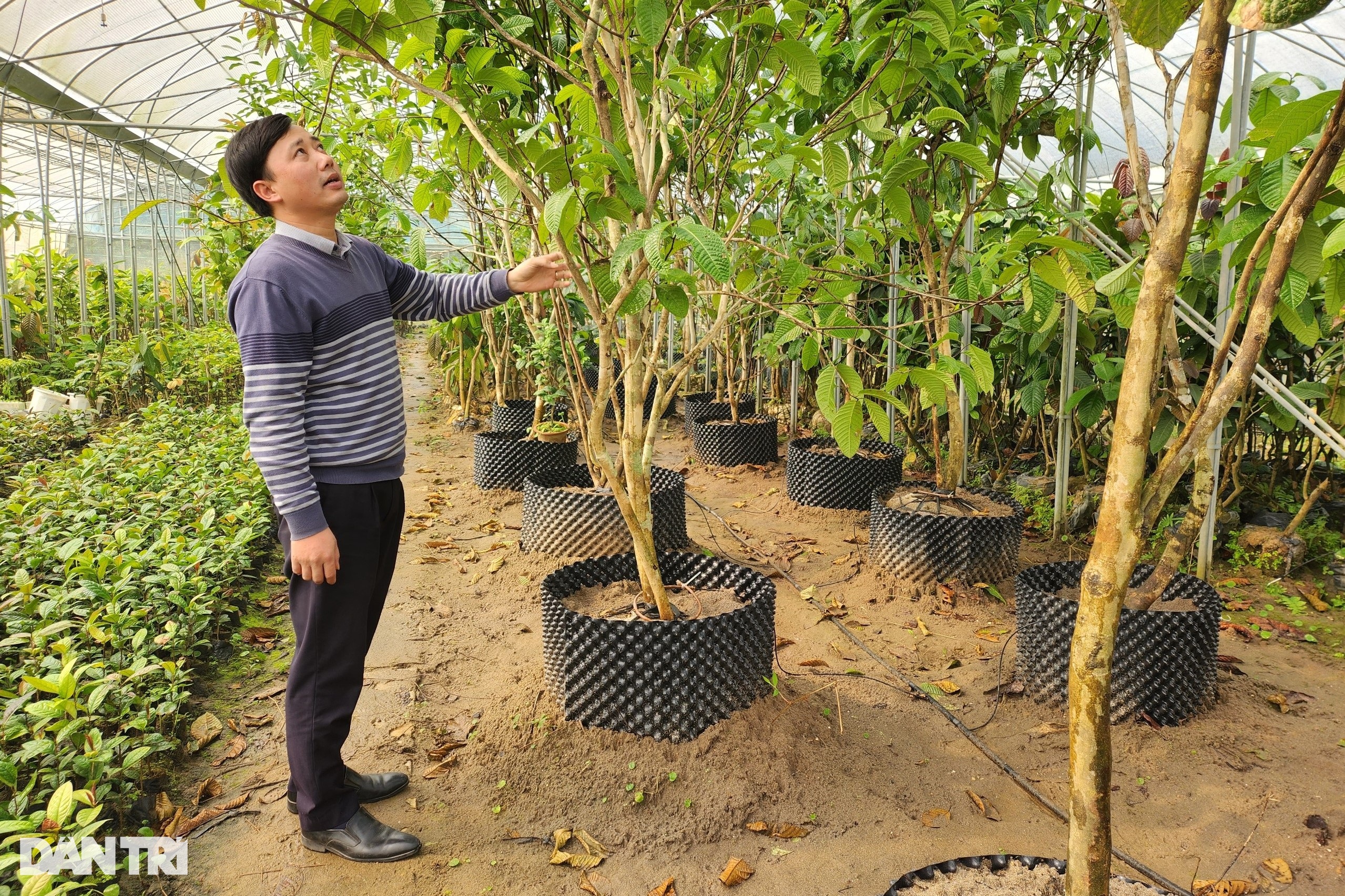 Kỹ sư bỏ phố về rừng trồng loại cây hái hoa bán giá chục triệu đồng/kg - 10 Kỹ sư bỏ phố về rừng trồng loại cây hái hoa bán giá chục triệu đồng/kg - 10