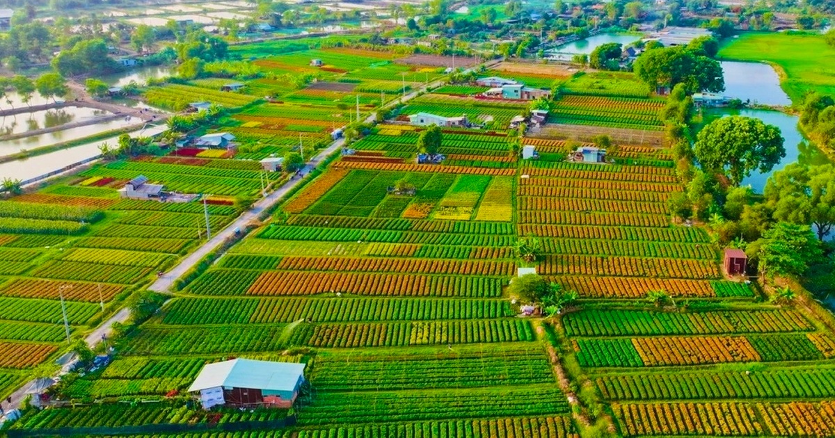 dantri.com.vn