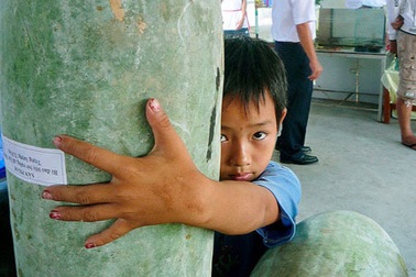 Trái bí đao “khủng”, nặng 32,8kg