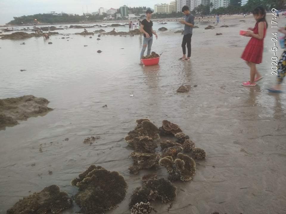 Nhiều người dân ngang nhiên đào bới san hô ven bờ biển Nha Trang - 1 Nhiều người dân ngang nhiên đào bới san hô ven bờ biển Nha Trang - 1