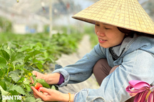 Chàng trai trẻ bôn ba nhiều nước, về quê bắt vùng đất hoang hóa "đẻ" tiền