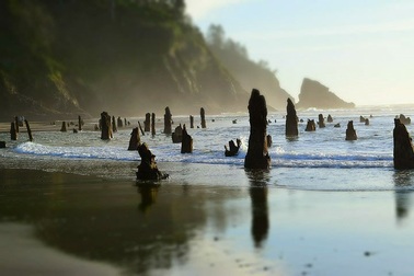 Bí ẩn “khu rừng ma” 2000 năm tuổi xuất hiện trên mặt biển nước Mỹ