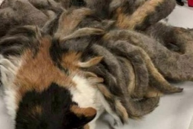 Mèo hoang mọc lông như hồ ly 9 đuôi