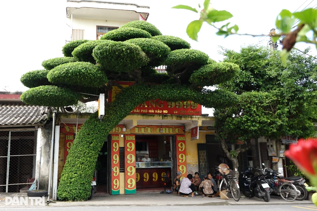 Cây sanh trước nhà chủ tiệm vàng ở Nam Định gây Cây sanh trước nhà chủ tiệm vàng ở Nam Định gây