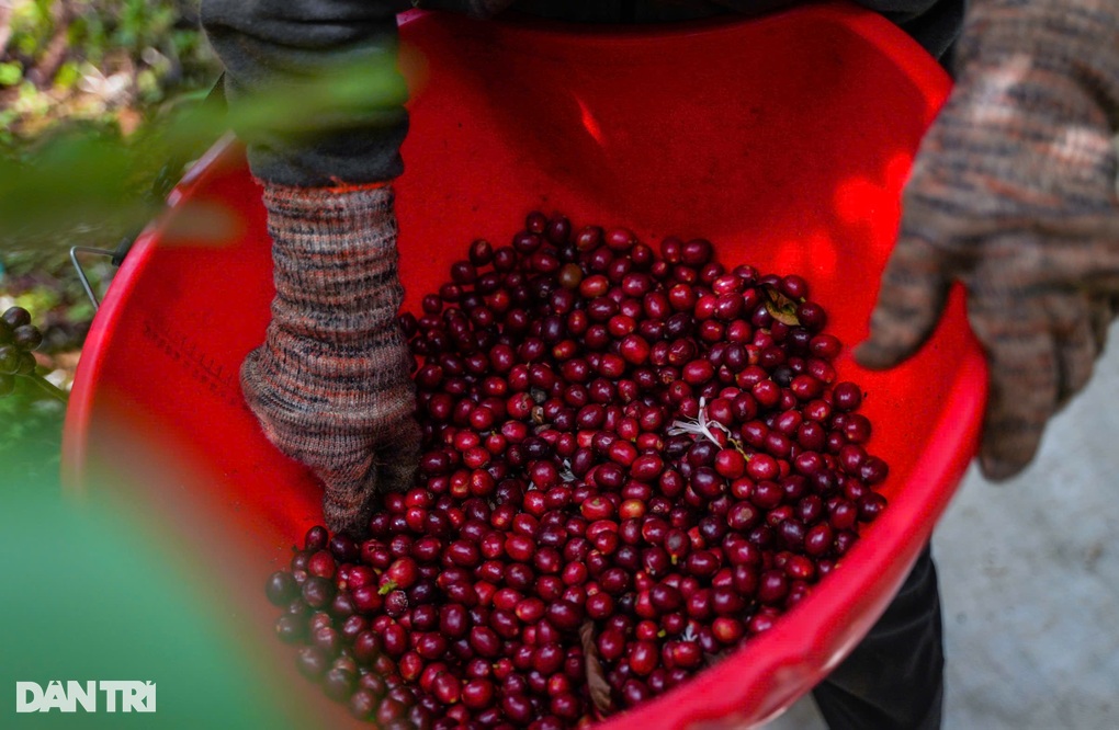 Rời phố về quê, cặp vợ chồng trẻ làm nên chuyện với 110ha cà phê cha giao - 3 Rời phố về quê, cặp vợ chồng trẻ làm nên chuyện với 110ha cà phê cha giao - 3
