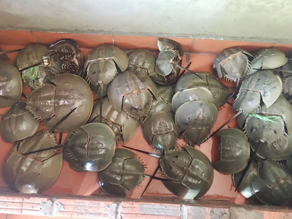 5 người ăn so biển liên hoan bị ngộ độc, một người nguy kịch - 1 5 người ăn so biển liên hoan bị ngộ độc, một người nguy kịch - 1