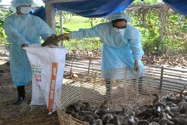 “Tái xuất” ổ dịch cúm A/H5N1 ở Quảng Ngãi