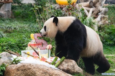 Cặp gấu trúc sinh đôi đón sinh nhật hoành tráng