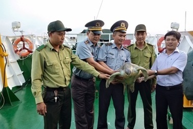 Tái thả cá thể Vích quý hiếm về biển