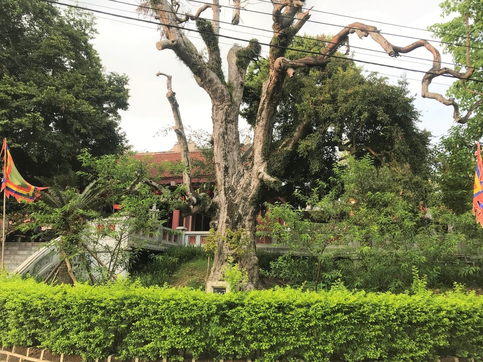 Mục sở thị cây táu cổ thụ hơn 2000 năm tuổi ở Phú Thọ - 6 Mục sở thị cây táu cổ thụ hơn 2000 năm tuổi ở Phú Thọ - 6