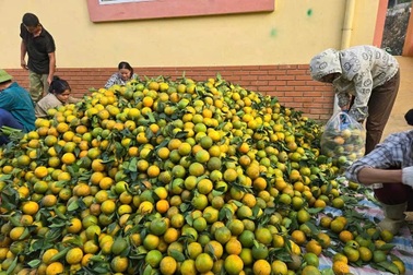 Người dân Phúc Khánh thoát nghèo nhờ trồng cam V2