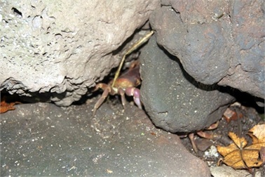 "Hang" cua đá 100 triệu của ngư dân liệt chân