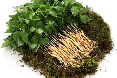 Những lợi ích của nhân sâm mầm Hàn Quốc có thể bạn chưa biết