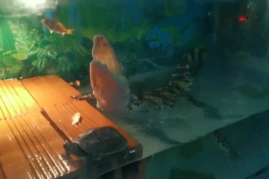 Cảnh anh Lê Ngọc Sơn cho chú cá sấu của mình ăn.