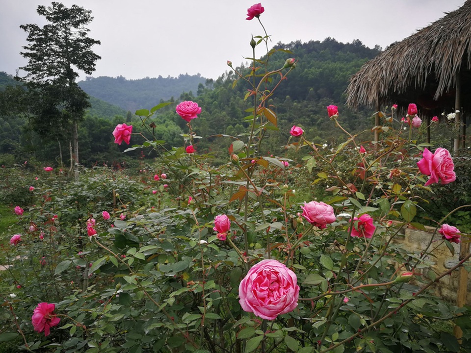 Chủ trại hồng tiếc nuối vì dịch corona ngăn khách đến ngắm mùa hoa đẹp nhất - 3 Chủ trại hồng tiếc nuối vì dịch corona ngăn khách đến ngắm mùa hoa đẹp nhất - 3