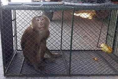 Người dân tự nguyện giao nộp khỉ quý hiếm để thả về tự nhiên