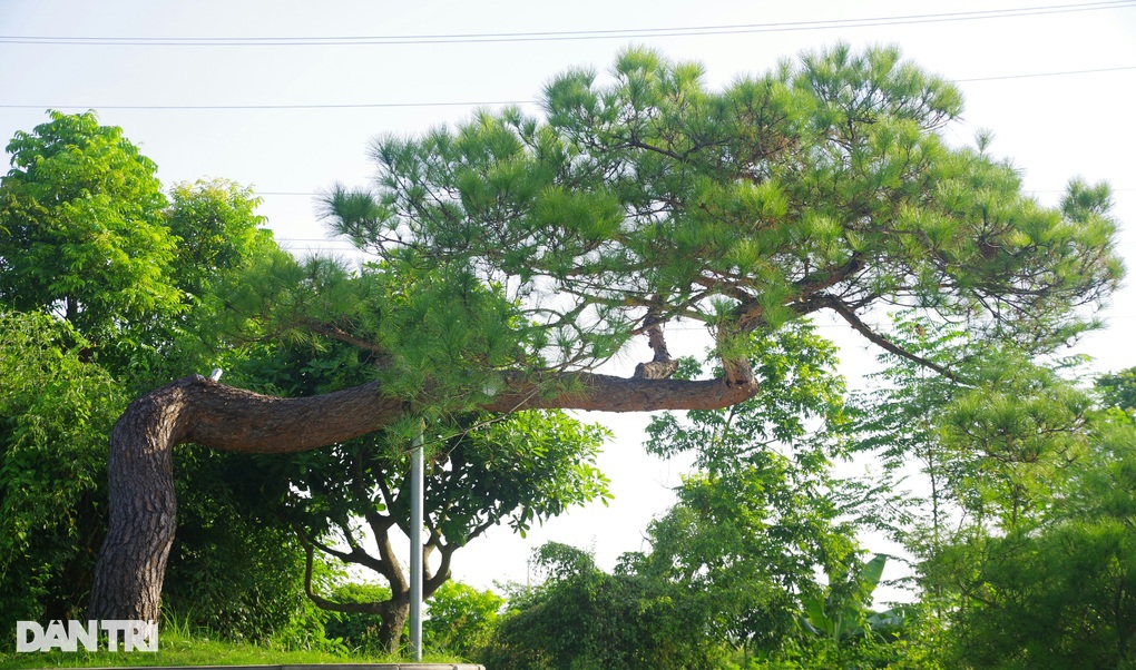 Người đàn ông Hải Dương sở hữu cây thông quý, được trả cả tỷ đồng không bán - 1 Người đàn ông Hải Dương sở hữu cây thông quý, được trả cả tỷ đồng không bán - 1