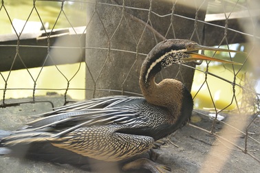 Giăng lưới bắt được chim quý ở Sài Gòn