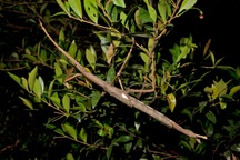 Úc tìm thấy loài côn trùng lớn nhất dài bằng cánh tay