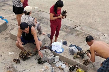 Du khách đi tắm biển bẻ san hô mang về làm kỷ niệm