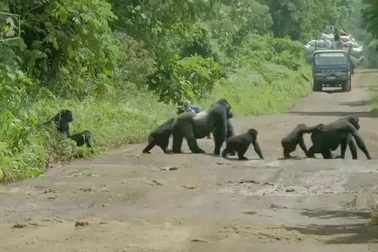 Thú vị khoảnh khắc gia đình khỉ đột xếp hàng để băng qua đường