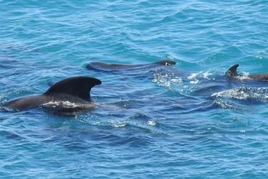 Khoảnh khắc đàn cá voi quây quần bên nhau trước khi bị sát hại khiến nhiều người đau lòng