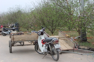 Đào phai nở rộ, vắng vẻ khách mua