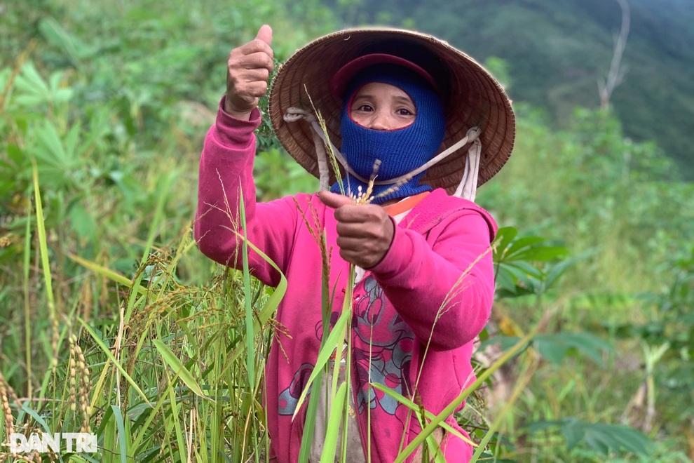 Mùa tuốt lúa sống nhờ… nước trời ở Quảng Ngãi - 3 Mùa tuốt lúa sống nhờ… nước trời ở Quảng Ngãi - 3
