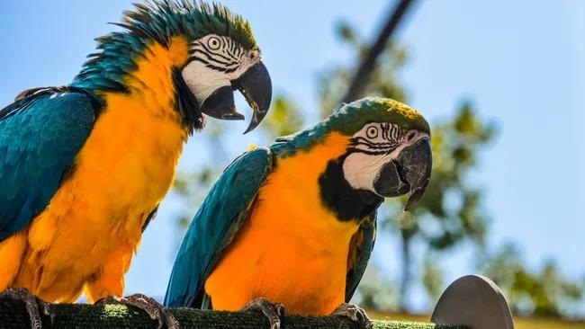 Vẹt nói tiếng người do hiểu hay chỉ là sự bắt chước vô thức? - 1