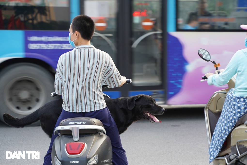 TPHCM chỉ đạo xử nghiêm việc không đeo rọ mõm chó khi đưa ra nơi công cộng - 1 TPHCM chỉ đạo xử nghiêm việc không đeo rọ mõm chó khi đưa ra nơi công cộng - 1