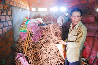 Người dân đổ xô đi đào rễ tiêu bán cho thương lái Trung Quốc