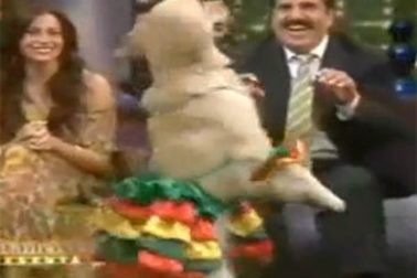 Chó “say” cùng vũ điệu salsa