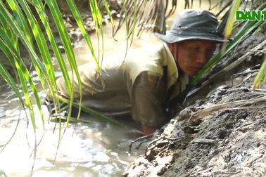 Anh nông dân miền Tây tiết lộ bí quyết bắt được nhiều ba khía