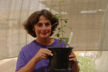 Hồi sinh hạt giống 1.000 năm của loài cây bí ẩn trong Kinh thánh