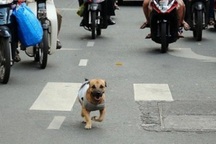 Lập đội bắt chó thả rông: Cả nước nên học theo Hà Nội?