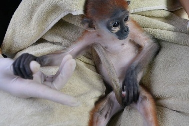 Vượt 1.000 km cứu 2 cá thể động vật nguy cấp quý hiếm