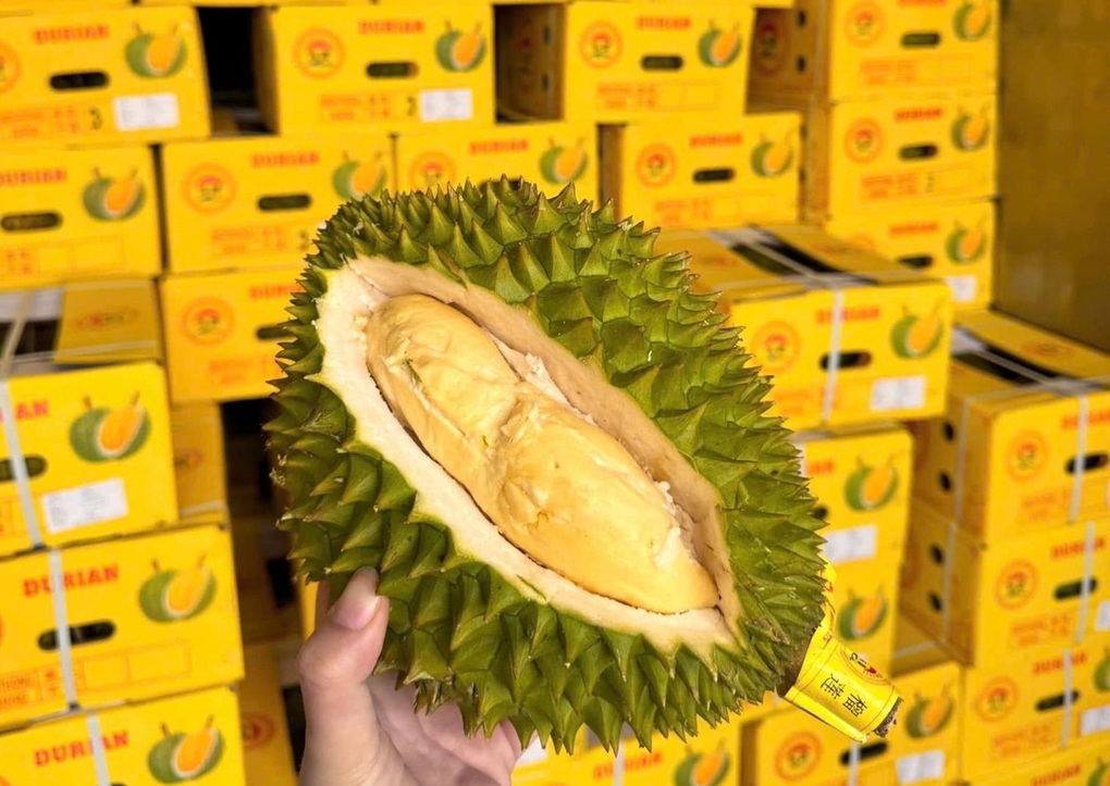 Xuất khẩu sầu riêng sang Trung Quốc sụt giảm nghiêm trọng - 2 Xuất khẩu sầu riêng sang Trung Quốc sụt giảm nghiêm trọng - 2