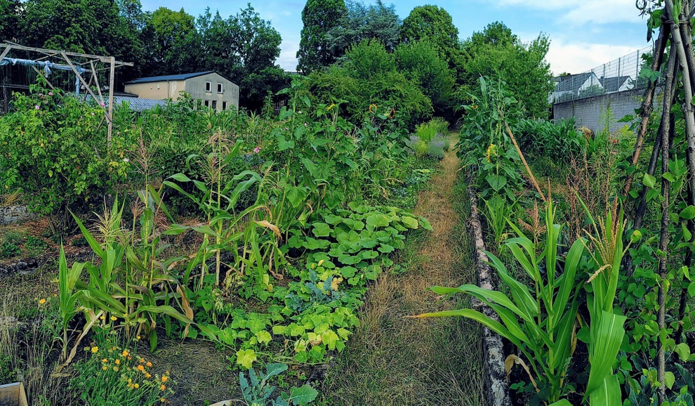 Cặp đôi về quê làm nông dân, biến đất hoang thành vườn rau sạch - 3