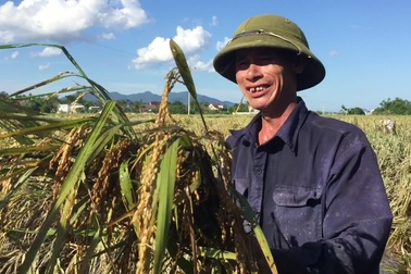 Nông dân ngậm ngùi gặt lúa về cho gà ăn