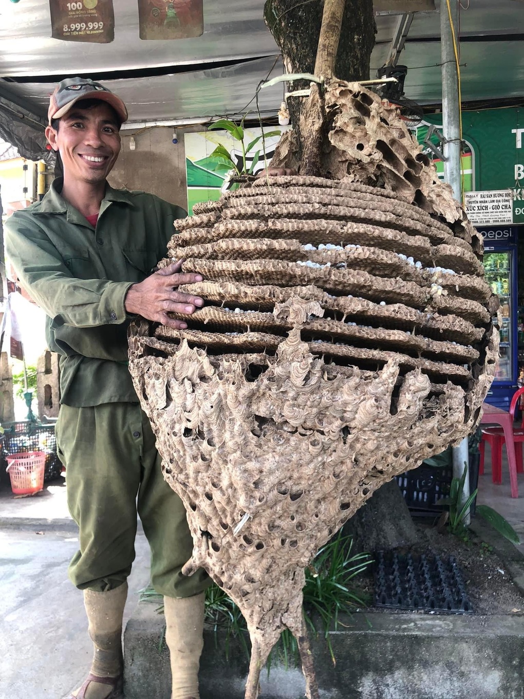 Thợ săn tìm được tổ ong khủng 16 tầng, nặng 21kg ở rừng biên giới - 2 Thợ săn tìm được tổ ong khủng 16 tầng, nặng 21kg ở rừng biên giới - 2