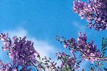 Đà Lạt: Không lấy tên hoa đặt tên đường phố