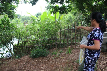 Chồng mất sớm, phận dâu bị anh em chồng lấp cổng chiếm đất: Xã xử phạt bất thành!