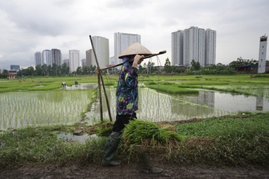 Nông dân Hà Nội chán nghề nông, người ngoại tỉnh "chớp cơ hội"