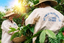 “Cơn lốc” hóa đơn và bài toán sinh tồn đau đầu của nông sản Việt