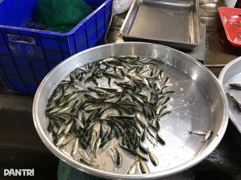 Cá linh đặc sản miền Tây giảm giá, khách sành ăn coi chừng mua nhầm - 3